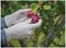 AURELIA 98227